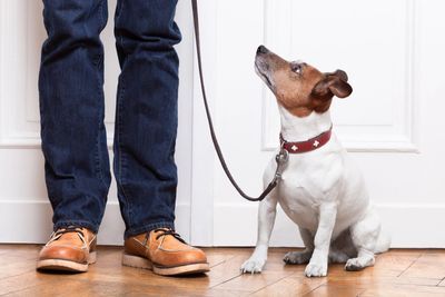 A dog sitting on the ground next to a person.